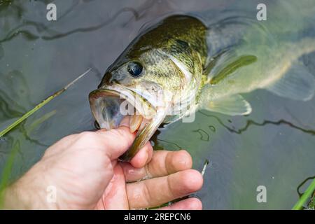 Con la bocca di larice perfetta, pesca a terra, pesca di pesce Foto Stock