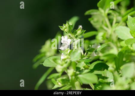 Basilico greco biologico non OGM, primo piano Foto Stock