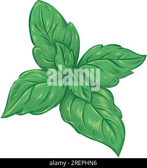 illustrazione realistica di basilico verde, illustrazione vettoriale Illustrazione Vettoriale