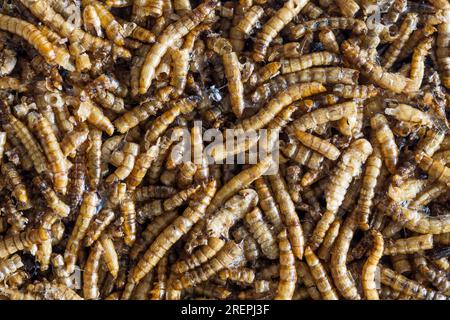 Birdfood - primo piano di un blocco di verme di mealworm costituito da vermi secchi inseriti in gelatina. Foto Stock