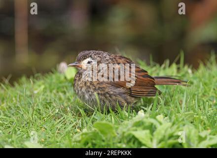 Dunnock (Prunella modularis) giovanile con pelle malata intorno all'occhio Eccles-on-Sea, Norfolk, Regno Unito. Agosto Foto Stock