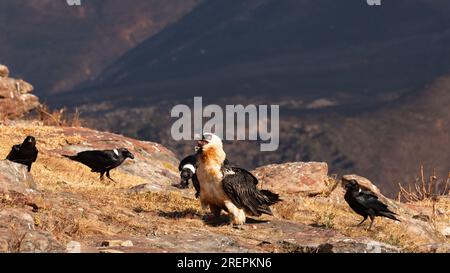 Avvoltoio barbuto seduto su una sporgenza rocciosa Foto Stock