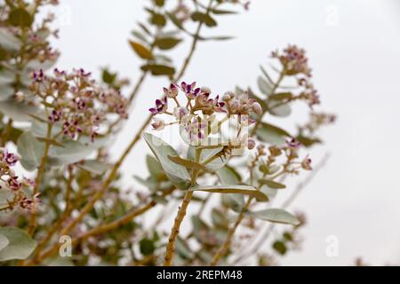 Calotropis Procera fiori nel deserto di Liwa vicino a Dubai. Foto Stock