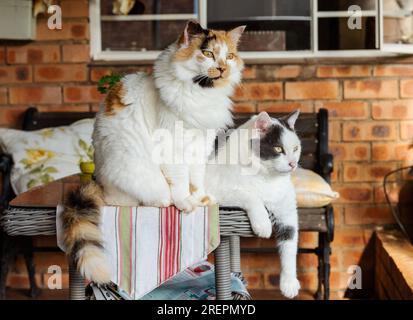 Due gatti su un tavolo Foto Stock