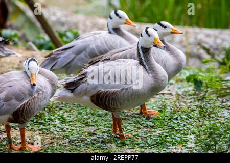 L'oca a testa di sbarra (Anser indicus) è un'oca che si riproduce in Asia centrale in colonie di migliaia vicino a laghi di montagna e inverni in Asia meridionale Foto Stock