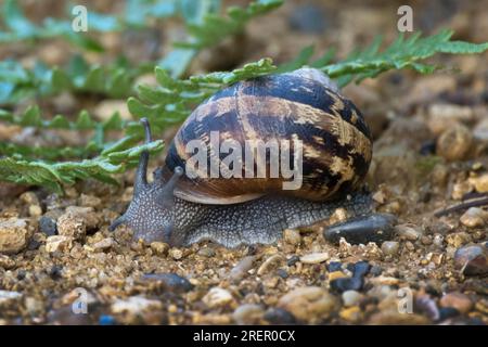 La lumaca comune da giardino esce dopo la pioggia Foto Stock