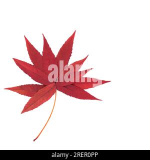 Surreale Autunno Autunno Squalhorn sumac foglie forma albero composizione su sfondo bianco. Design astratto minimale dal colore rosso brillante per biglietti di auguri, etichette, logo. Foto Stock