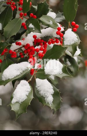 American Holly (Ilex opaca) con bacche rosse. Foto Stock