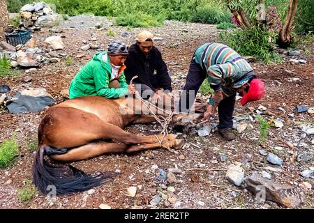 Tirando indietro un cavallo in una spedizione a Zanskar, Ladakh, India Foto Stock