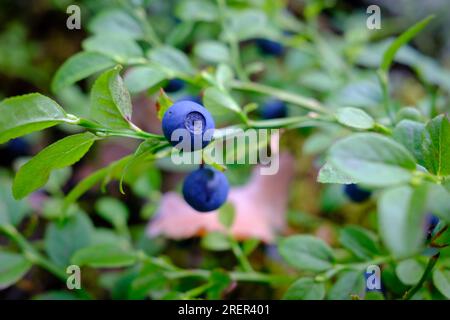 Mirtilli selvatici su un cespuglio nella foresta svedese Foto Stock