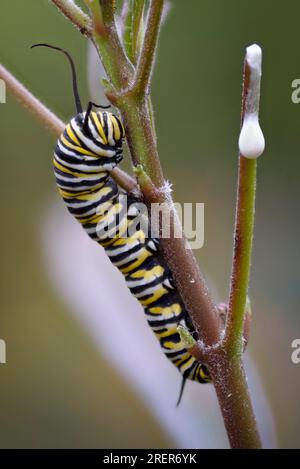 Monarch Butterfly (Danaus plexippus) alimentazione di bruchi nella sua pianta ospite. Foto Stock
