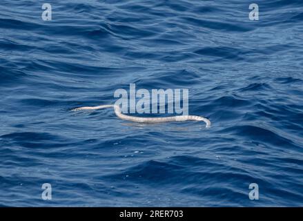 Grande serpente di mare, Hydrophis, sulla spiaggia in Australia Foto Stock