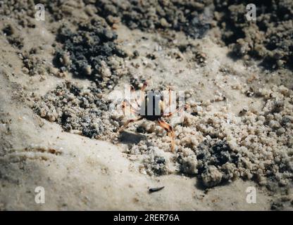 Wild Soldier Crab, Whitehaven Beach, Whitsunday Islands. Elliott Heads River, Queensland, Australia Foto Stock