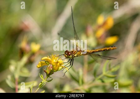 Common Darter Dragonfly (femmina) in volo Foto Stock