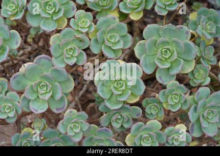 Sfondo della ruota dentata di piante succulente in latino chiamata Aeonium haworthii che cresce in serra per le piante succulente. Foto Stock