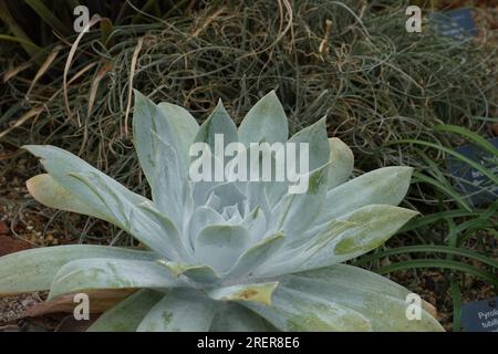 La pianta succulenta nota come San Quintín liveforever, in latino chiamata Dudleya anthonyi è endemica di una singola regione della California. Foto Stock