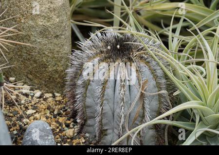 Cactus in latino chiamato Uebelmannia pectinifera cresce in un giardino botanico. Foto Stock