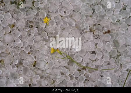 Le pietre di grandine si diffondono sul terreno a causa di una pesante tempesta estiva di grandine. Foto Stock