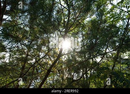 Il sole penetra attraverso gli alberi Foto Stock