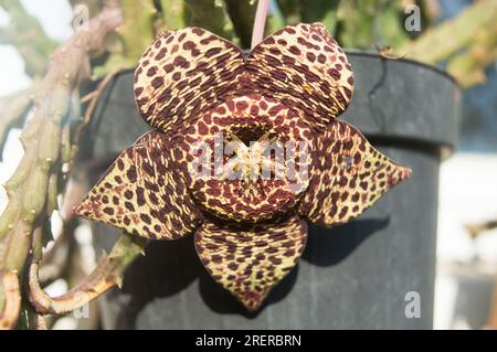 Primo piano del fiore di Orbea variegata, fiore stellare, appeso dalla pianta nel vaso Foto Stock