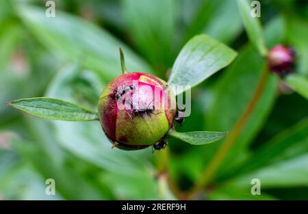 formiche che strisciano sul bocciolo di peonia all'inizio della primavera Foto Stock