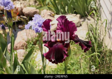 Primo piano di un fiore di Iris Bordeaux in un giardino in primavera a Trevor, Wisconsin, utilizzando una messa a fuoco selettiva Foto Stock