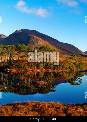 Pine Island sul lago Derryclare, Connemara, Contea di Galway, Irlanda Foto Stock