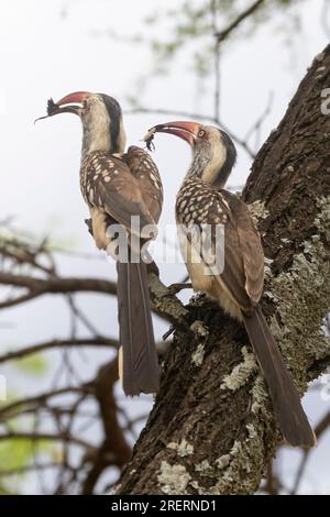 Un paio di Hornbills a becco rosso del Sud (Tockus rufirostris) che presentano regali durante l'esposizione di accoppiamento, Limpopo, Sudafrica Foto Stock