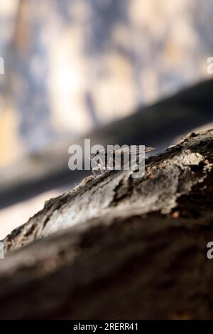 Cicada su un albero, isola di Tilos, gruppo di isole del Dodecaneso. Grecia, luglio 2023. cim Foto Stock