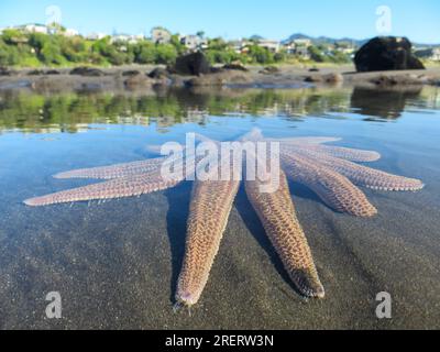 Splendide stelle marine grandi in acque poco profonde a Oakura Beach a Taranaki, nuova Zelanda Foto Stock