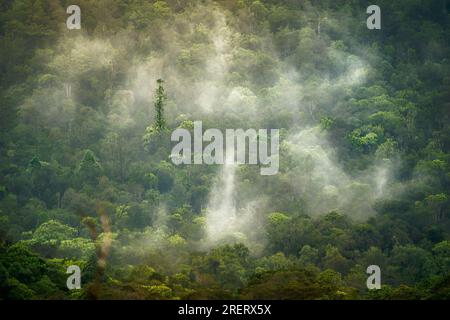 Blue River Provincial Park (Parc Provincial de la Rivière Bleue), nel comune di Yaté, Provincia del Sud, nuova Caledonia, paesaggio tropicale con foschia, macchia mediterranea Foto Stock