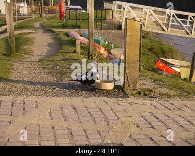 Calstock, Cornovaglia, Regno Unito - marzo 2022: Un'anatra moscovita (Cairina moschata) che beve da una ciotola per cani sulla riva del fiume Tamar Foto Stock