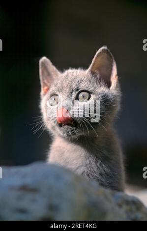 Giovane gattino domestico, mix siamese-Carthouse, 10 settimane, lingua fuori, leccare Foto Stock