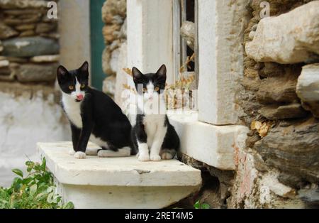 Due giovani gattini domestici, bicolori, bianchi e neri, seduti fianco a fianco su una vecchia soglia di marmo, isola di Tinos, Cicladi, Grecia, non pedigree Foto Stock