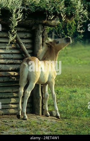 Puledro avelignese Foto Stock