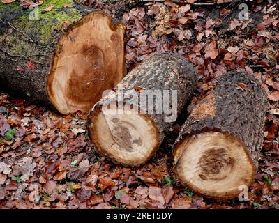 Tronchi di quercia nella foresta, scorte di legno tagliate di recente e abbattute Foto Stock