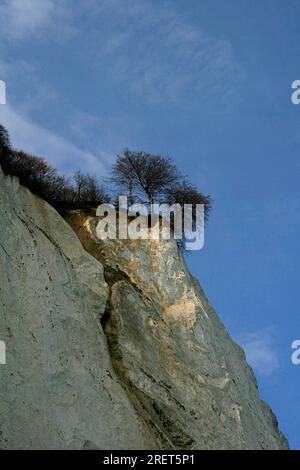 MON, Mons Klint, Klint Holm Klinteskoven Danimarca, Danmark, Danimarca Foto Stock