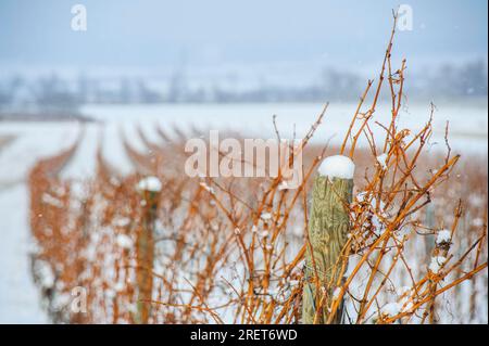 Weingarten in inverno con nevicata Foto Stock