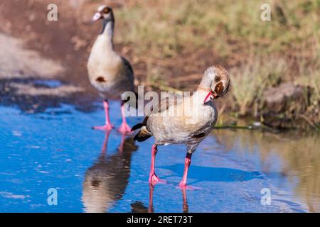 L'oca egiziana (Alopochen aegyptiaca ) è un membro della famiglia Anatidae. È originaria dell'Africa a sud del Sahara e del Th Foto Stock