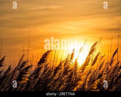 Tramonto sul lago neusiedlersee con canna di fronte Foto Stock