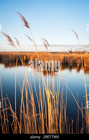 Cintura di canna vicino villaggio di Rust a Neusiedlersee Foto Stock