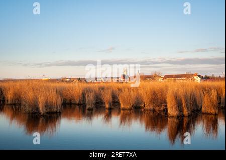Cintura di canna vicino villaggio di Rust a Neusiedlersee Foto Stock