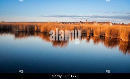 Cintura di canna vicino villaggio di Rust a Neusiedlersee Foto Stock