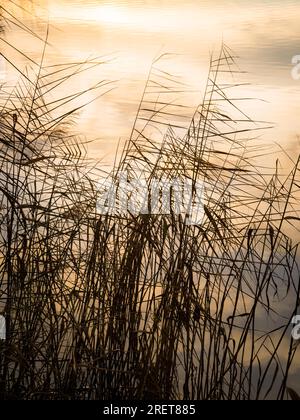 Canne sul lago Neusiedlersee a Burgenland al tramonto Foto Stock