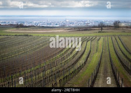 Città di Rust in Burgenland sul lago Neusiedlersee con vigneti Foto Stock