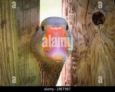 Un'oca che guarda curiosamente attraverso una recinzione Foto Stock