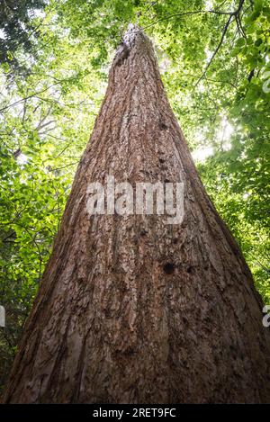 sequoia gigante (Sequoiadendron giganteum) nota anche come sequoia gigante Foto Stock