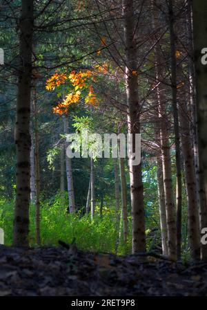 Autumn colored leaves glowing in sunlight in avenue of beech trees Stock Photo
