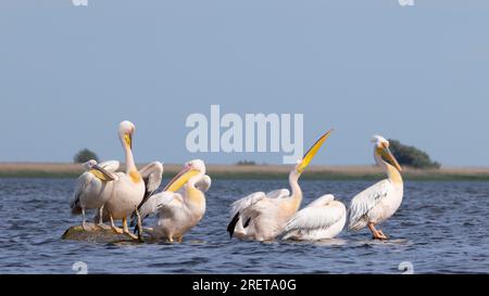 Delta del Danubio Foto Stock