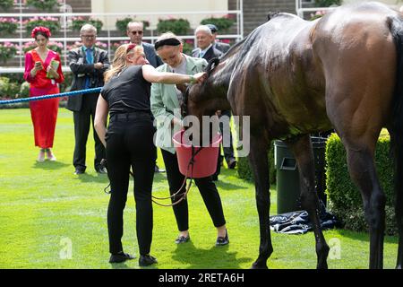 Ascot, Berkshire, Regno Unito. 29 luglio 2023. Uno sposo molto felice con il cavallo Random Harvest guidato dal fantino Saffie Osborne dopo aver vinto la Longines Valiant Stakes. Proprietaria e allevatrice Lady Bamford. Formatore ed Walker, Upper Lambourn. Credito: Maureen McLean/Alamy Live News Foto Stock